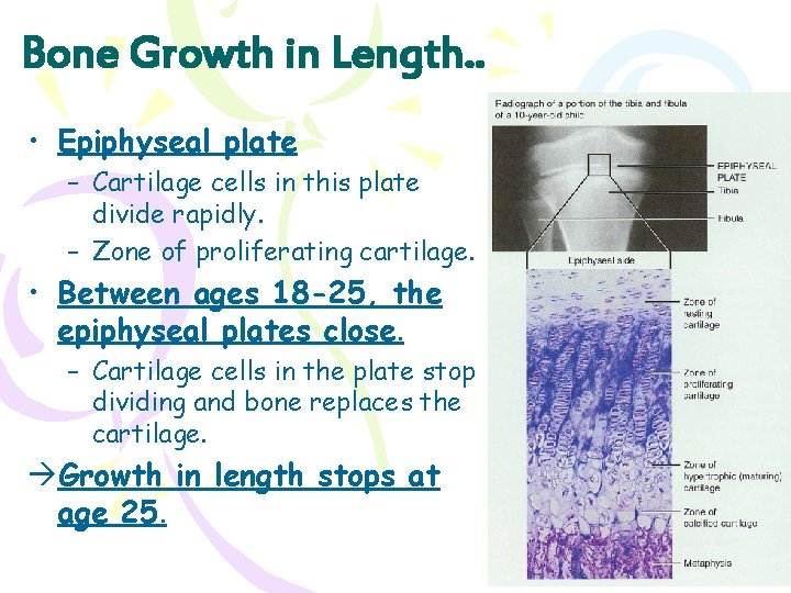 Bone Growth in Length. . • Epiphyseal plate – Cartilage cells in this plate