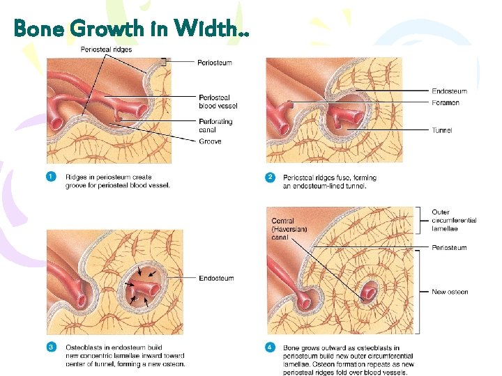 Bone Growth in Width. . 