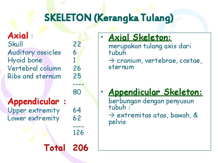 SKELETON (Kerangka Tulang) Axial : Skull Auditory ossicles Hyoid bone Vertebral column Ribs and