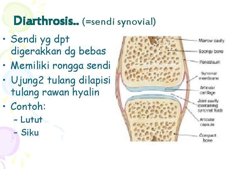 Diarthrosis. . (=sendi synovial) • Sendi yg dpt digerakkan dg bebas • Memiliki rongga