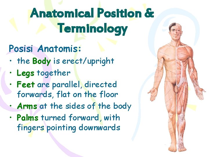 Anatomical Position & Terminology Posisi Anatomis: • the Body is erect/upright • Legs together