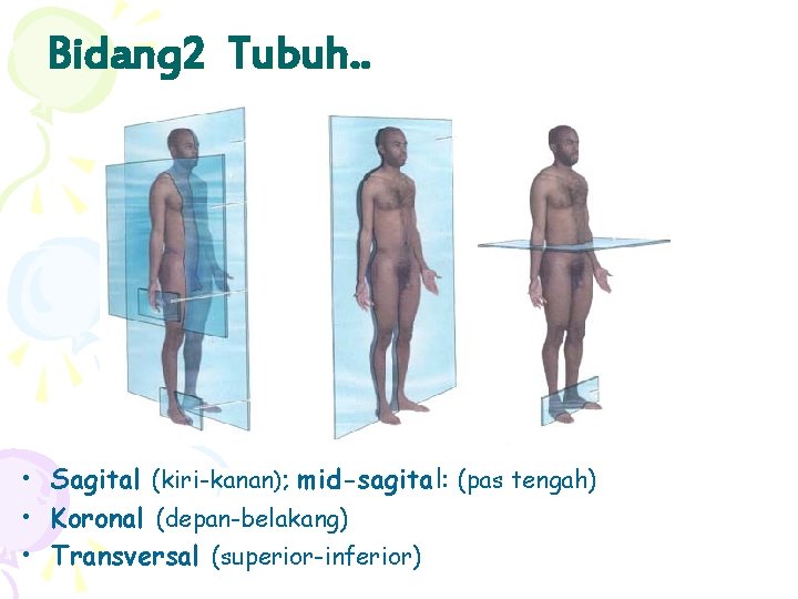 Bidang 2 Tubuh. . • Sagital (kiri-kanan); mid-sagital: (pas tengah) • Koronal (depan-belakang) •