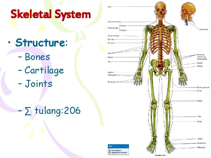 Skeletal System • Structure: – Bones – Cartilage – Joints – ∑ tulang: 206
