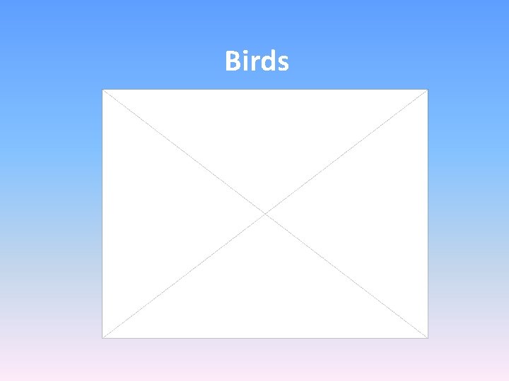 Birds 