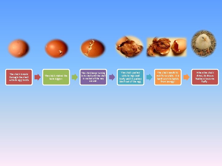 The chick breaks through the shell with its egg tooth The chick makes the
