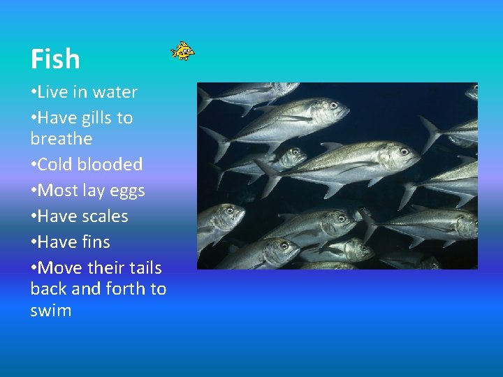Fish • Live in water • Have gills to breathe • Cold blooded •