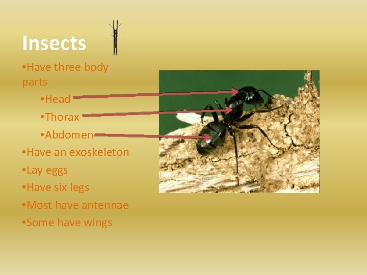 Insects • Have three body parts • Head • Thorax • Abdomen • Have