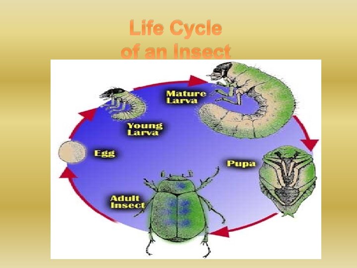 Life Cycle of an Insect 
