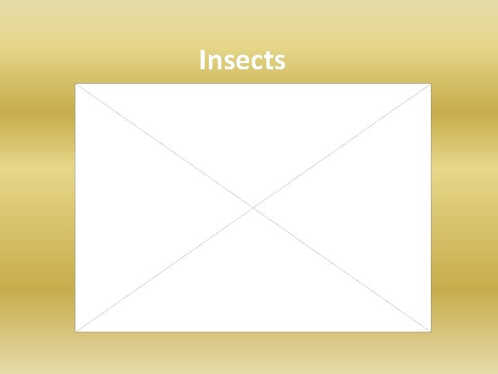 Insects 