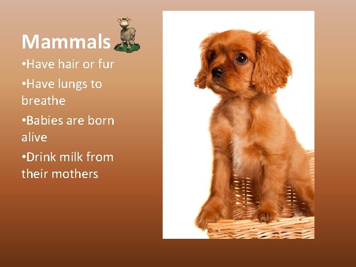 Mammals • Have hair or fur • Have lungs to breathe • Babies are