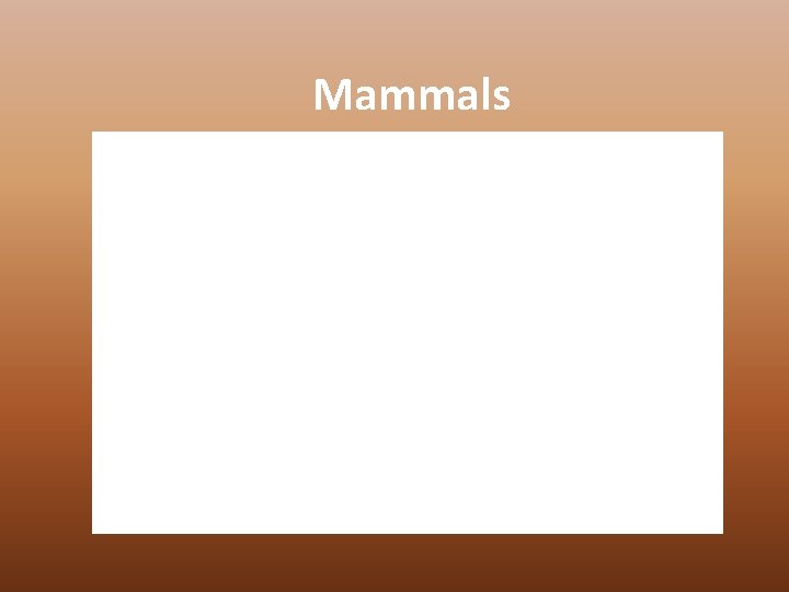 Mammals 