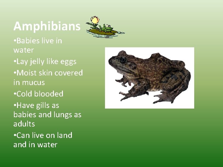 Amphibians • Babies live in water • Lay jelly like eggs • Moist skin