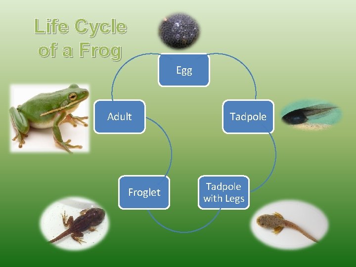 Life Cycle of a Frog Egg Adult Froglet Tadpole with Legs 