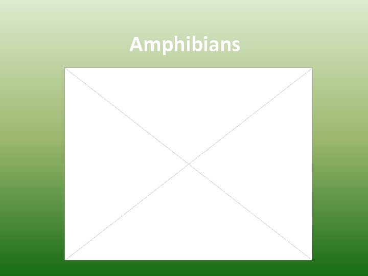 Amphibians 
