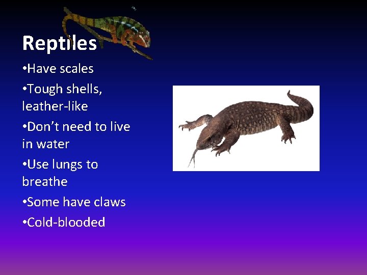 Reptiles • Have scales • Tough shells, leather-like • Don’t need to live in