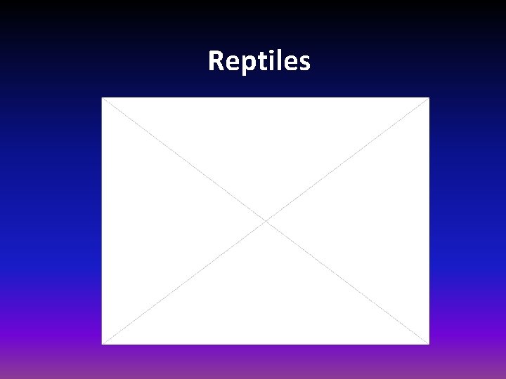 Reptiles 