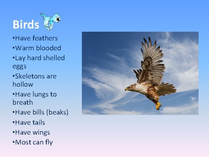 Birds • Have feathers • Warm blooded • Lay hard shelled eggs • Skeletons
