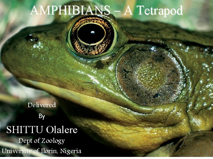 AMPHIBIANS – A Tetrapod Delivered By SHITTU Olalere Dept of Zoology University of Ilorin,