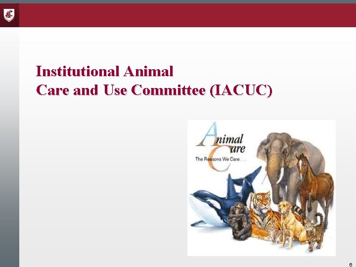 Institutional Animal Care and Use Committee (IACUC) 6 