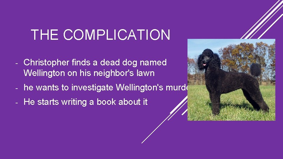 THE COMPLICATION - Christopher finds a dead dog named Wellington on his neighbor's lawn