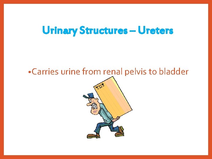 Urinary Structures – Ureters • Carries urine from renal pelvis to bladder 