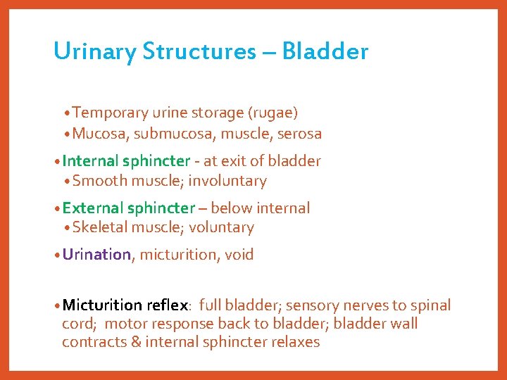 Urinary Structures – Bladder • Temporary urine storage (rugae) • Mucosa, submucosa, muscle, serosa
