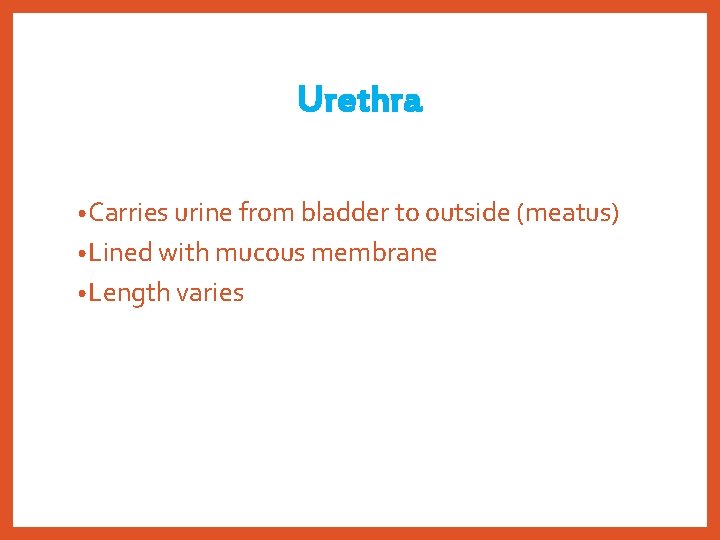 Urethra • Carries urine from bladder to outside (meatus) • Lined with mucous membrane