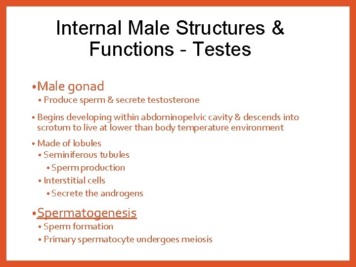 Internal Male Structures & Functions - Testes • Male gonad • Produce sperm &