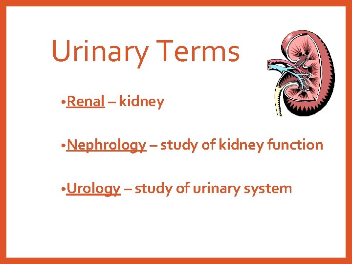 Urinary Terms • Renal – kidney • Nephrology – study of kidney function •