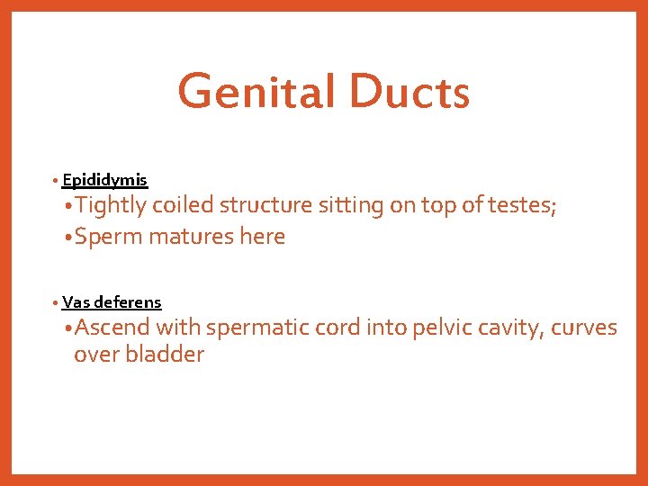 Genital Ducts • Epididymis • Tightly coiled structure sitting on top of testes; •
