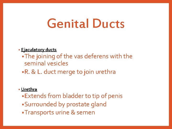 Genital Ducts • Ejaculatory ducts • The joining of the vas deferens with the