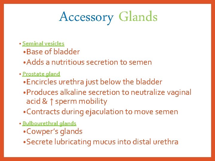 Accessory Glands • Seminal vesicles • Base of bladder • Adds a nutritious secretion