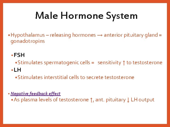 Male Hormone System • Hypothalamus – releasing hormones → anterior pituitary gland = gonadotropins