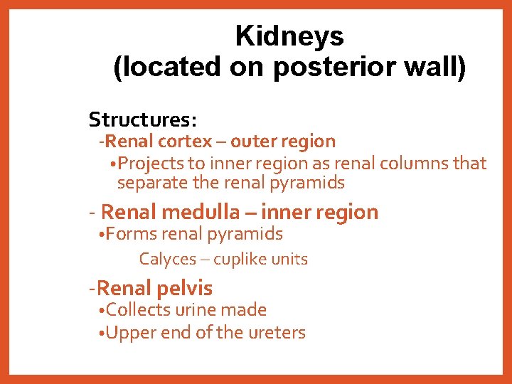 Kidneys (located on posterior wall) Structures: -Renal cortex – outer region • Projects to