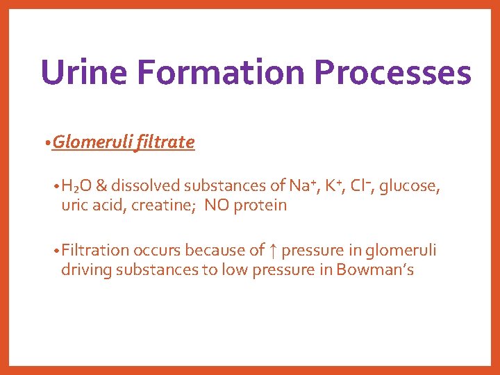 Urine Formation Processes • Glomeruli filtrate • H₂O & dissolved substances of Na⁺, K⁺,