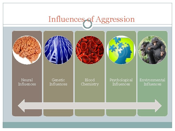 Influences of Aggression Neural Influences Genetic Influences Blood Chemistry Psychological Influences Environmental Influences 