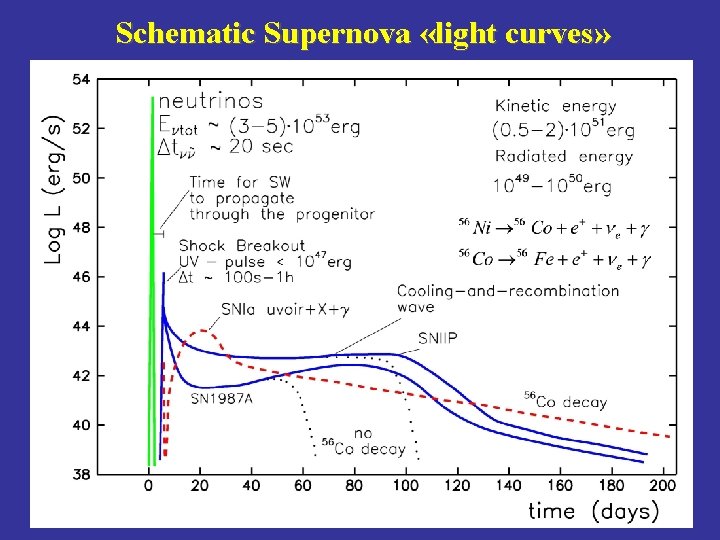 Schematic Supernova «light curves» 