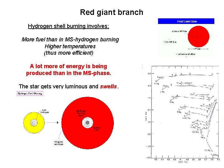 Red giant branch Hydrogen shell burning involves: More fuel than in MS-hydrogen burning Higher