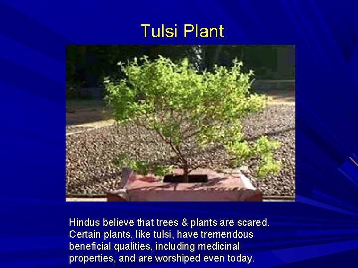 Tulsi Plant Hindus believe that trees & plants are scared. Certain plants, like tulsi,