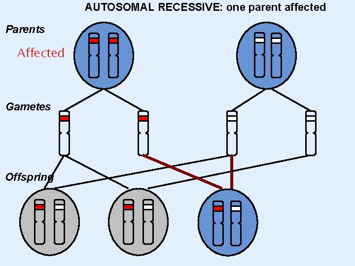 AUTOSOMAL RECESSIVE: one parent affected Parents Affected Gametes Offspring 