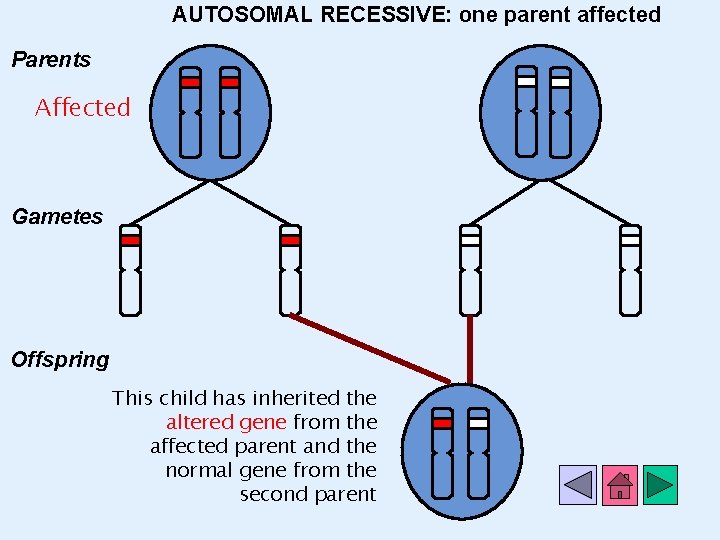 AUTOSOMAL RECESSIVE: one parent affected Parents Affected Gametes Offspring This child has inherited the