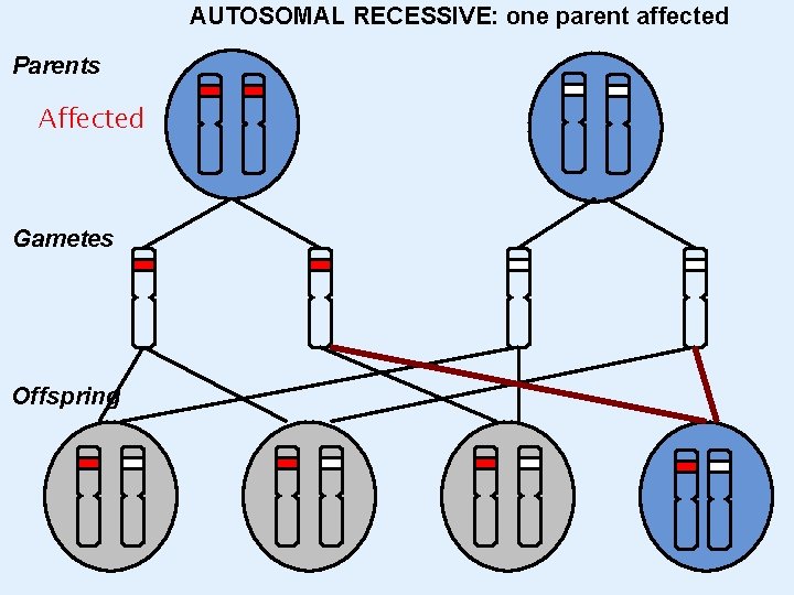 AUTOSOMAL RECESSIVE: one parent affected Parents Affected Gametes Offspring 