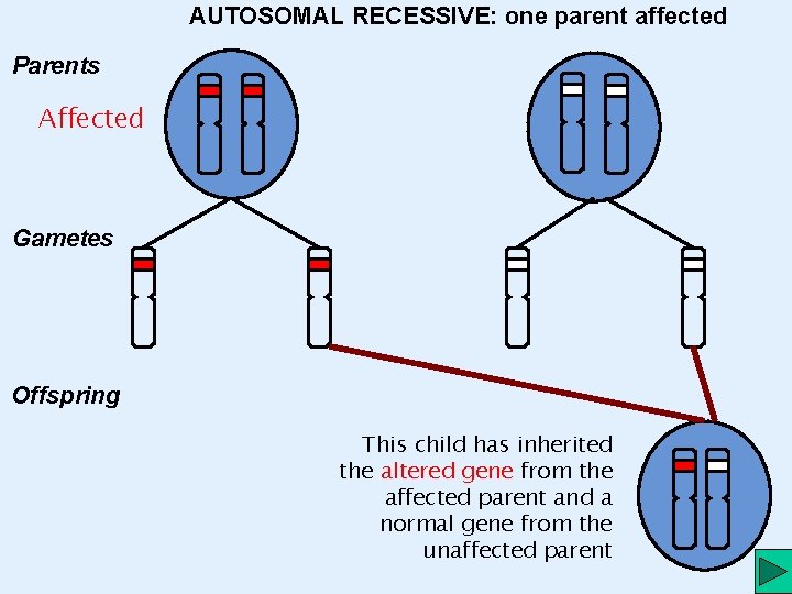 AUTOSOMAL RECESSIVE: one parent affected Parents Affected Gametes Offspring This child has inherited the