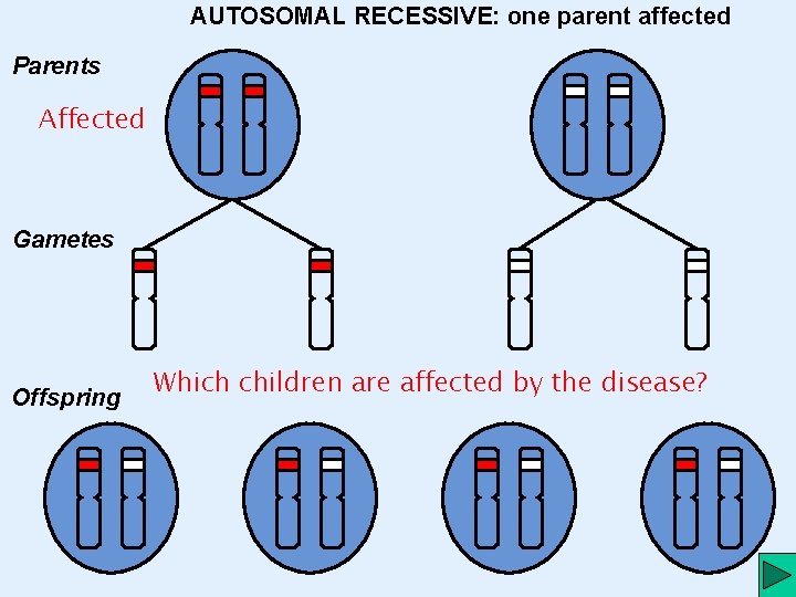 AUTOSOMAL RECESSIVE: one parent affected Parents Affected Gametes Offspring Which children are affected by