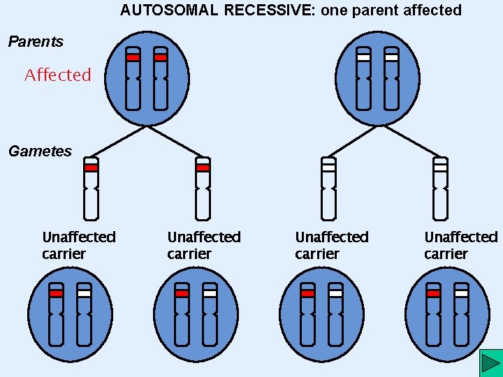 AUTOSOMAL RECESSIVE: one parent affected Parents Affected Gametes Unaffected carrier 