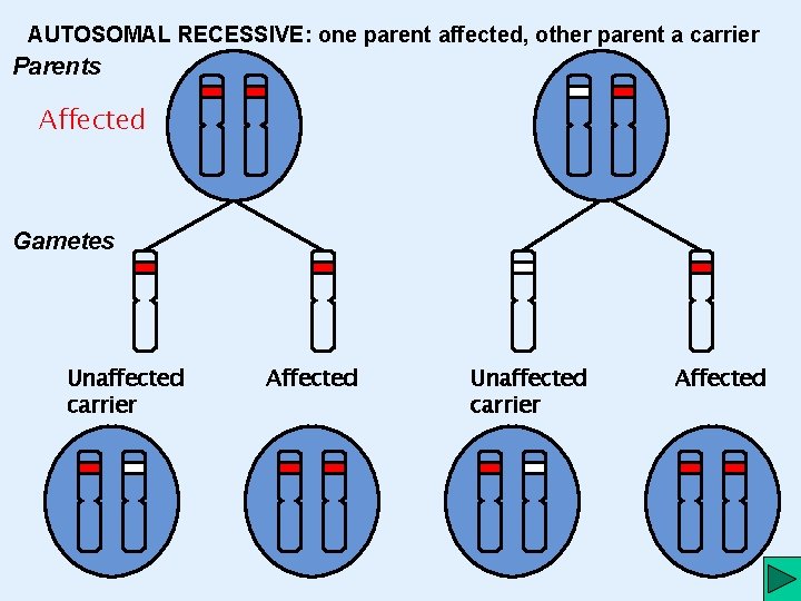 AUTOSOMAL RECESSIVE: one parent affected, other parent a carrier Parents Affected Gametes Unaffected carrier