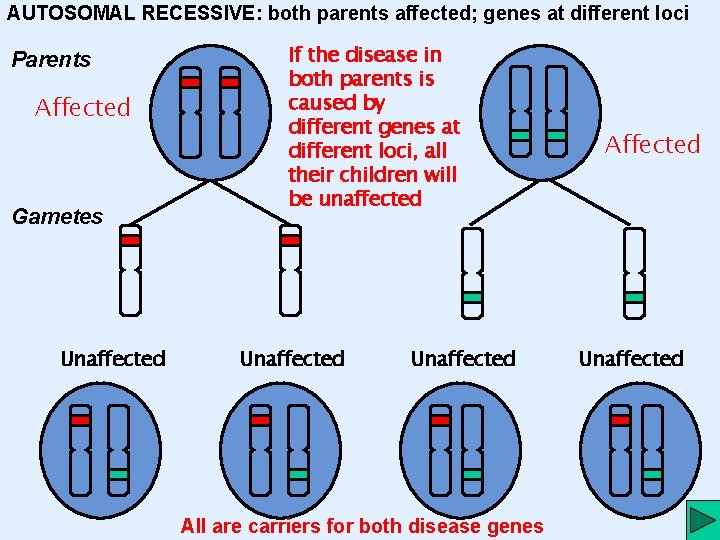 AUTOSOMAL RECESSIVE: both parents affected; genes at different loci Parents Affected Gametes Unaffected If