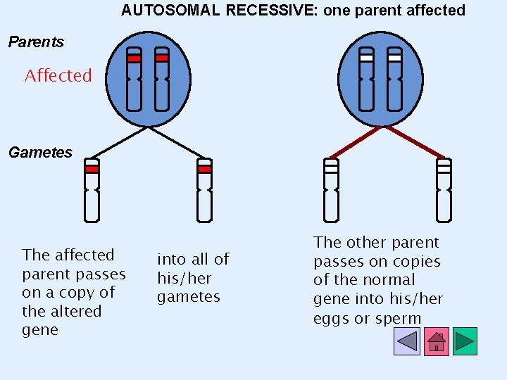 AUTOSOMAL RECESSIVE: one parent affected Parents Affected Gametes The affected parent passes on a