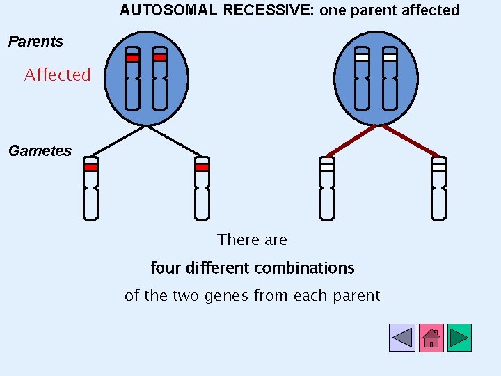 AUTOSOMAL RECESSIVE: one parent affected Parents Affected Gametes There are four different combinations of