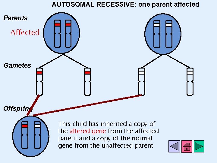 AUTOSOMAL RECESSIVE: one parent affected Parents Affected Gametes Offspring This child has inherited a
